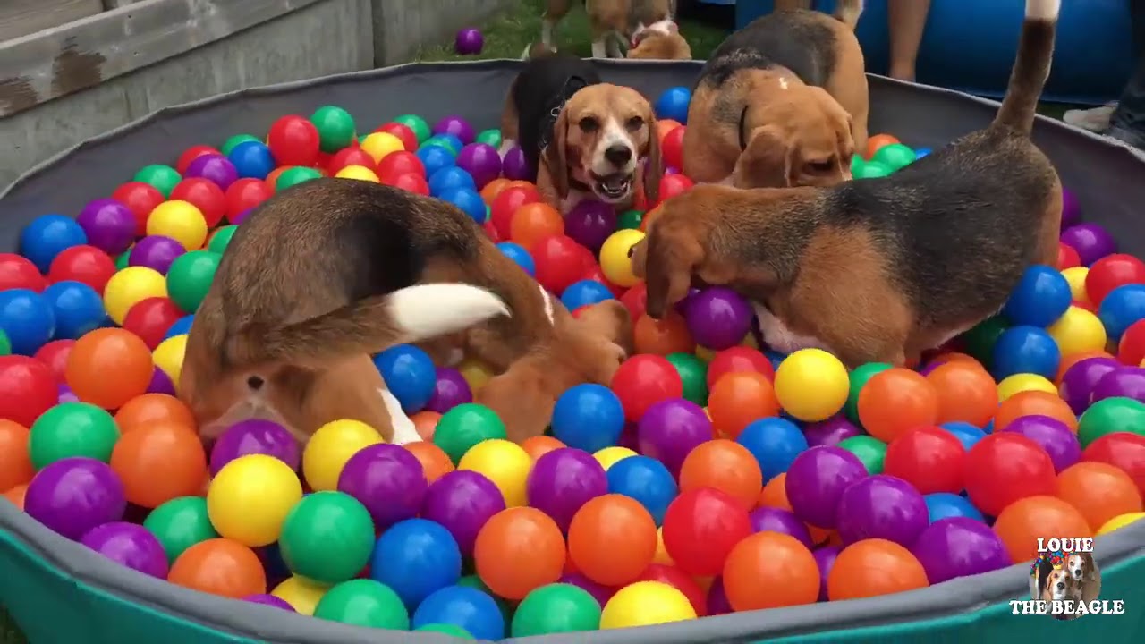 Cute & Funny Dogs having a Ball Pit Party