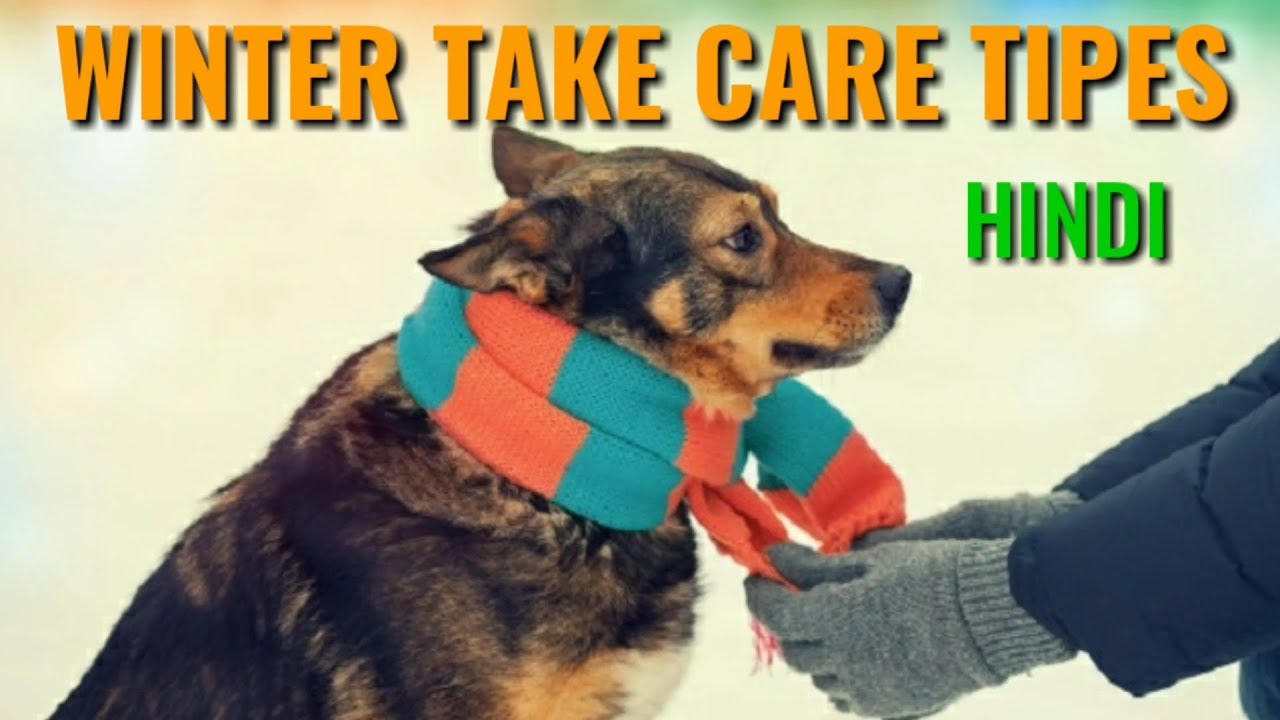 How to Take Care of  Dog in Winter | In Hindi | dog care in winter