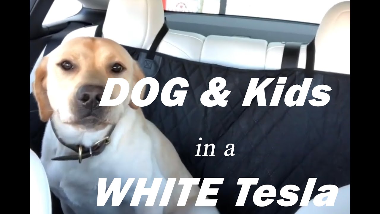 TESLA WHITE SEATS VS DOG & KIDS!