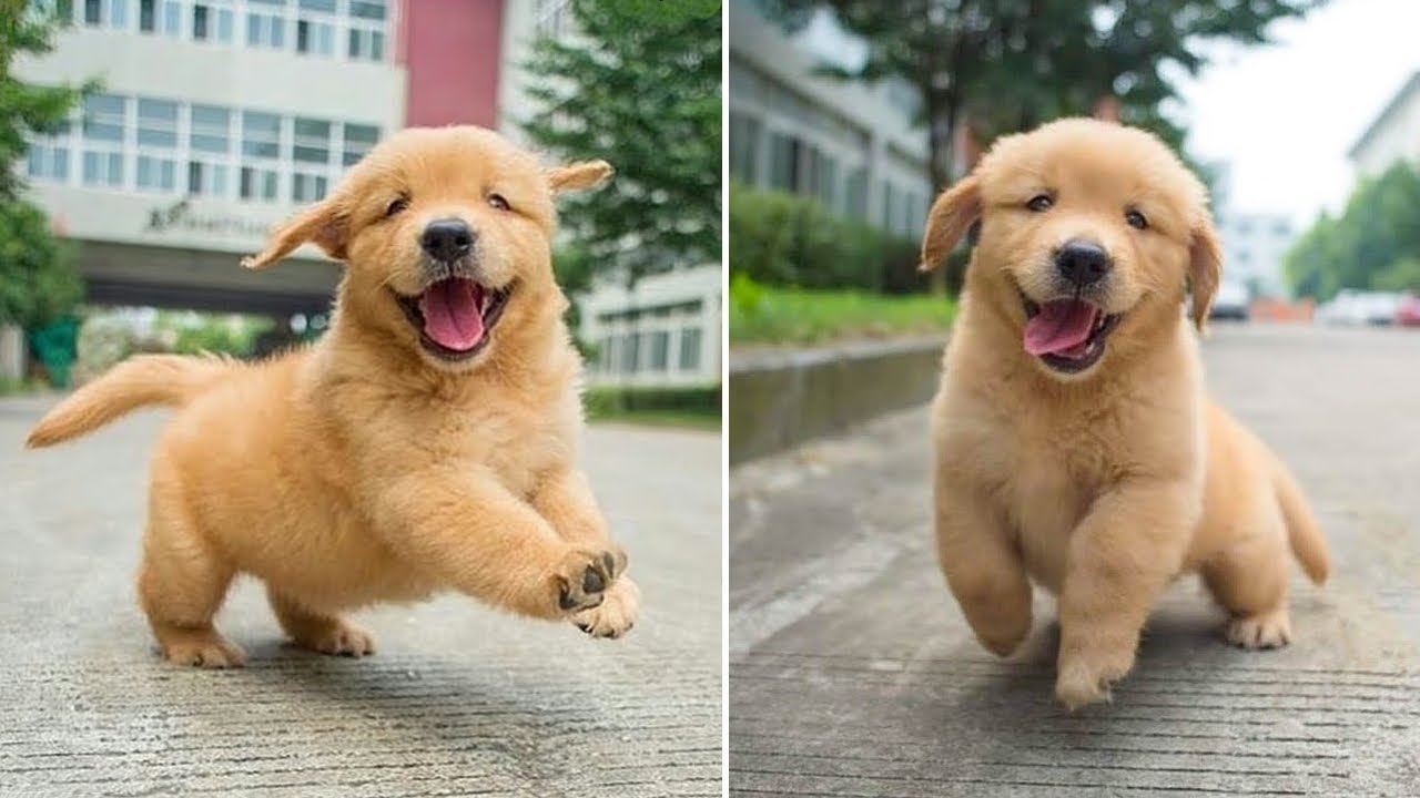 Funniest & Cutest Golden Retriever Puppies – 30 Minutes of Funny Puppy Videos 2021 #13