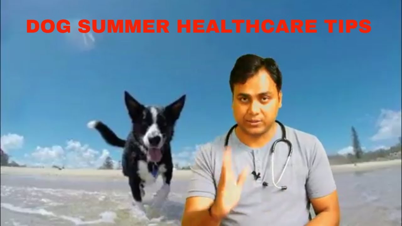 Dog Summer Care Tips!!