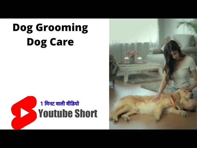 Dog | Dog grooming | Dog care | #shorts | #youtubeshorts | #shortsfeed