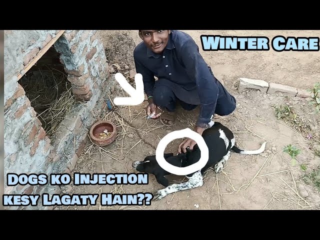 Dogs ko Injection Laganay ka Tarika | Dog Care in Winter