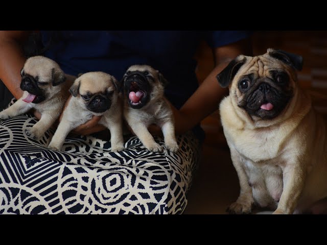 Pet Care – Pug Mother Delivery | Birth Care Puppy’s | Dog – Mily | All Tech Malayalam