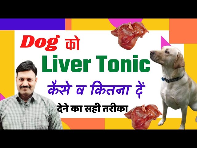 dog ko liver tonic kaise & kitna de   Ramawat Dog care