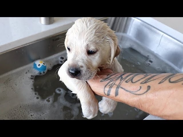 LABRADOR PUPPIES HAVE THEIR FIRST BATH EVER!