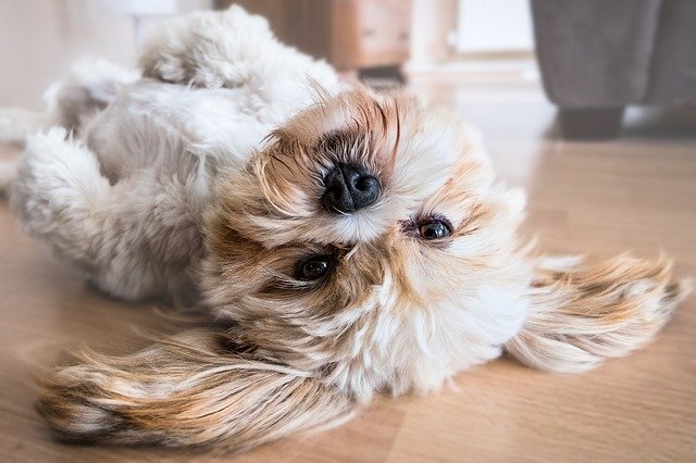 How to Get Dog Hair out of Car Seats