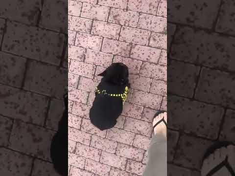 Tuna Dog! Baby dog and Cute dog fun and run to play. #short, #shortvideo