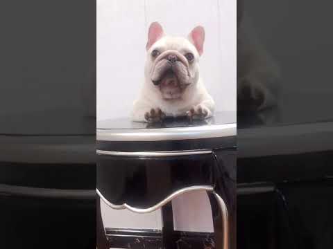 Tuna Dog! Baby dog and Cute dog fun and run to play. #short, #shortvideo