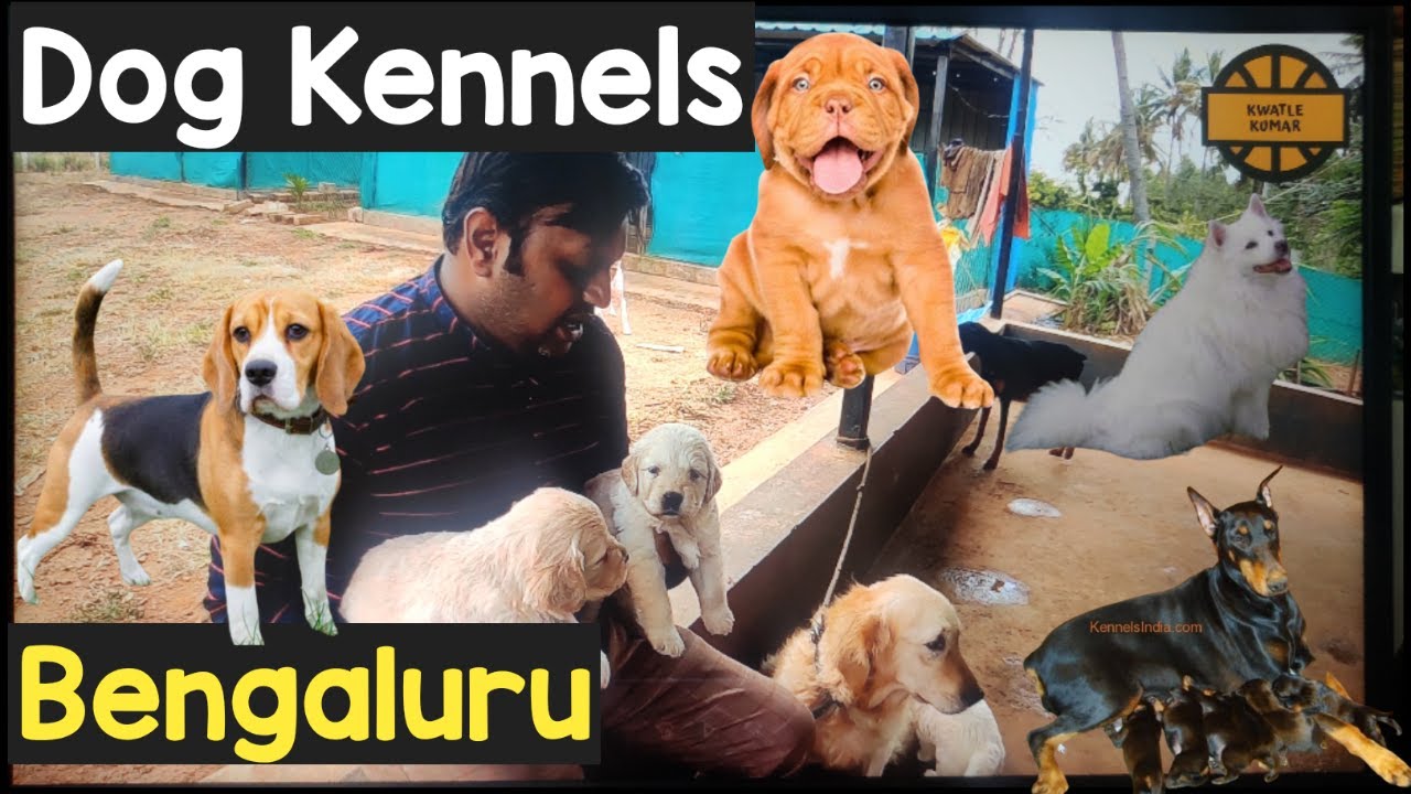 Dog kennels in Bangalore | Royal breeders Bangalore | Puppies for sale in Bangalore | Pets Market