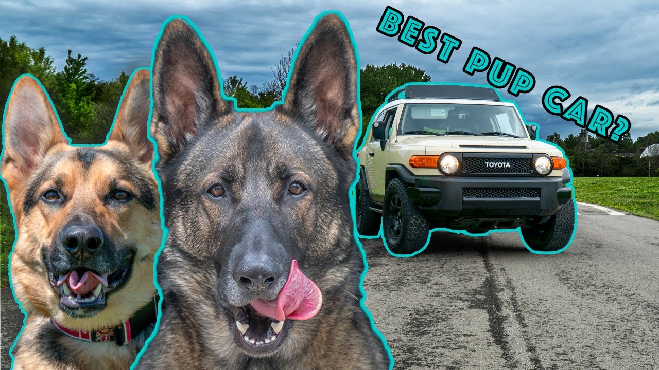 Is the Toyota FJ Cruiser the Best Pup Car or Truck?