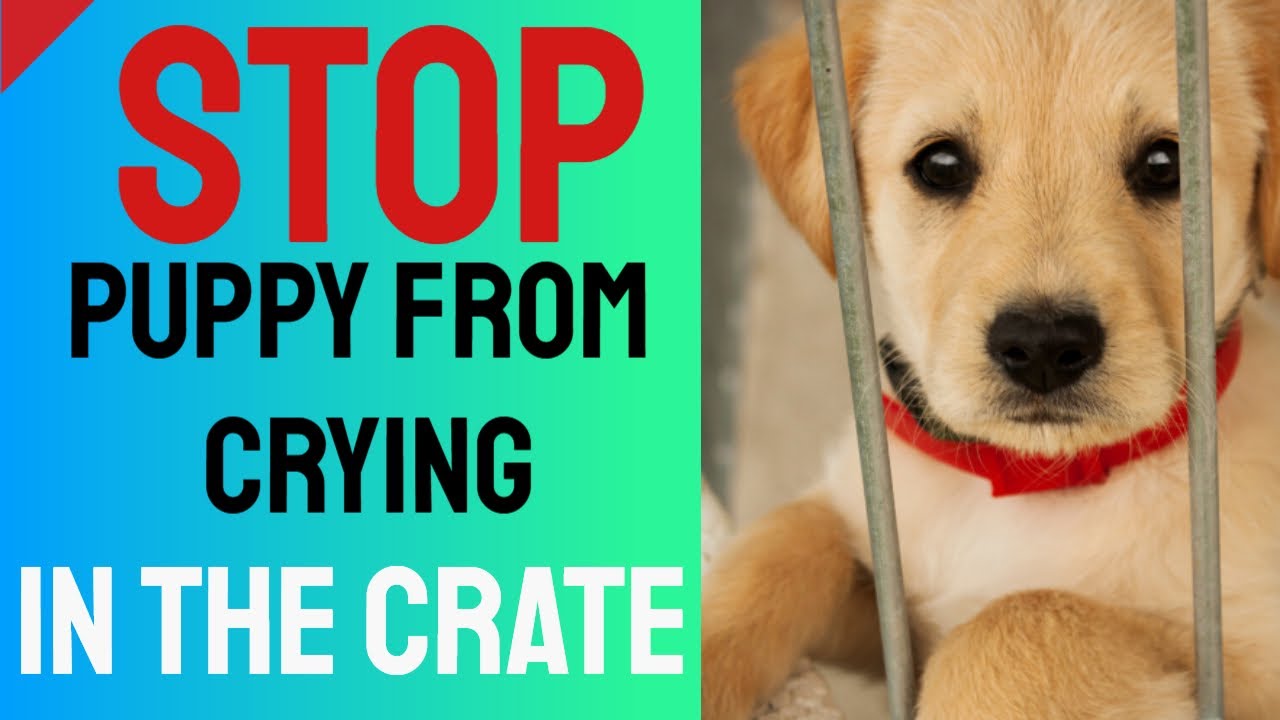 Stop Puppy From Crying in the Crate – Crate Training Tips