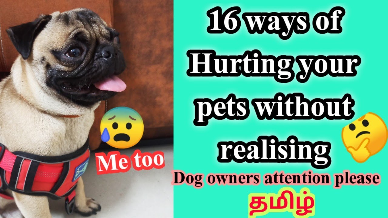 16 Mistake of dog owners / dogs care / pug care #scoobypug #pugdog #dogscare #dogtraining