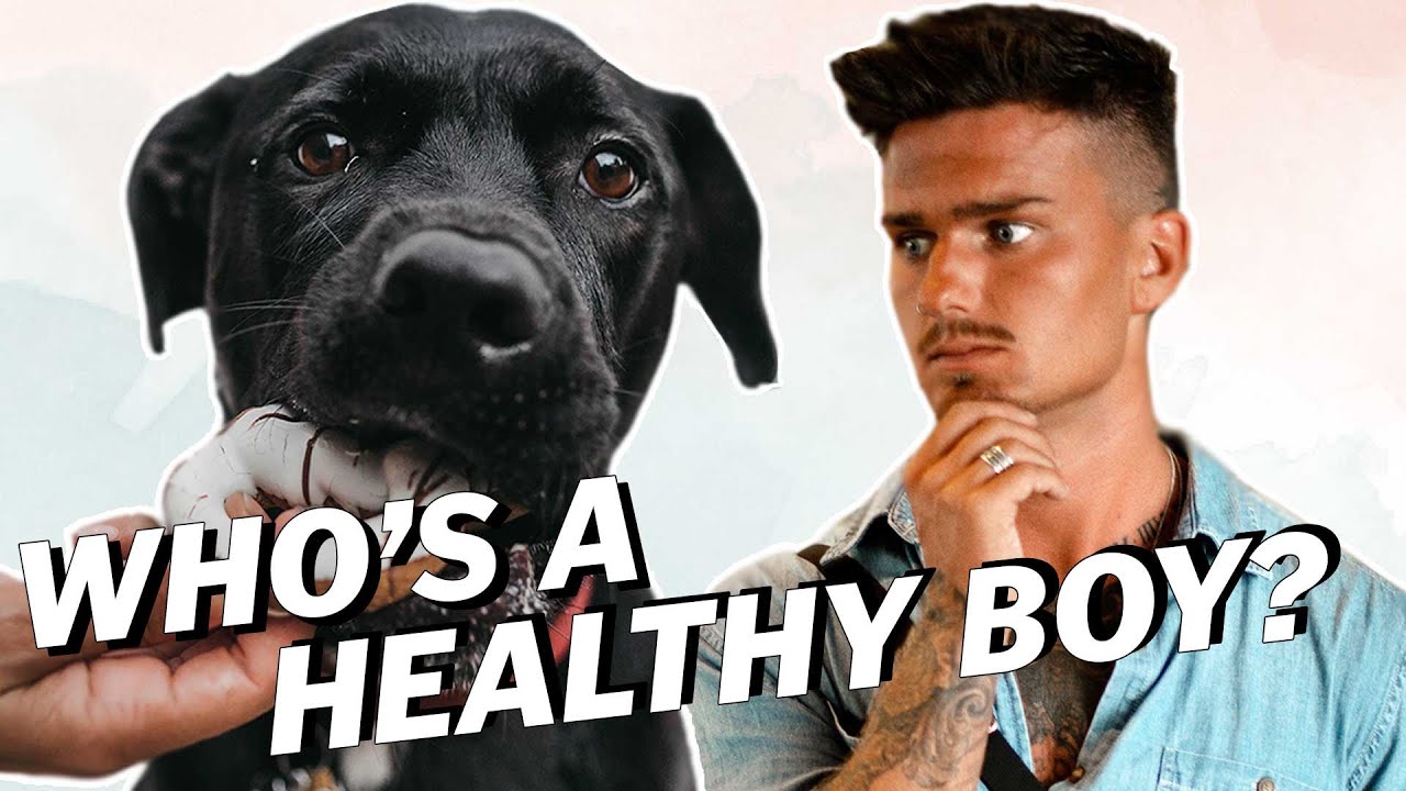 What Is A HEALTHY DIET For A DOG?