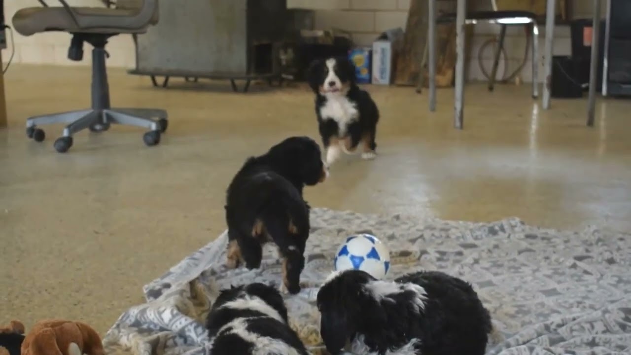 Miniature Bernese Mountain Dog Puppies For Sale