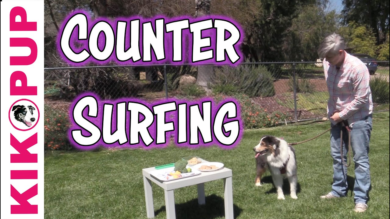 Stop Counter Surfing – Dog Training Games