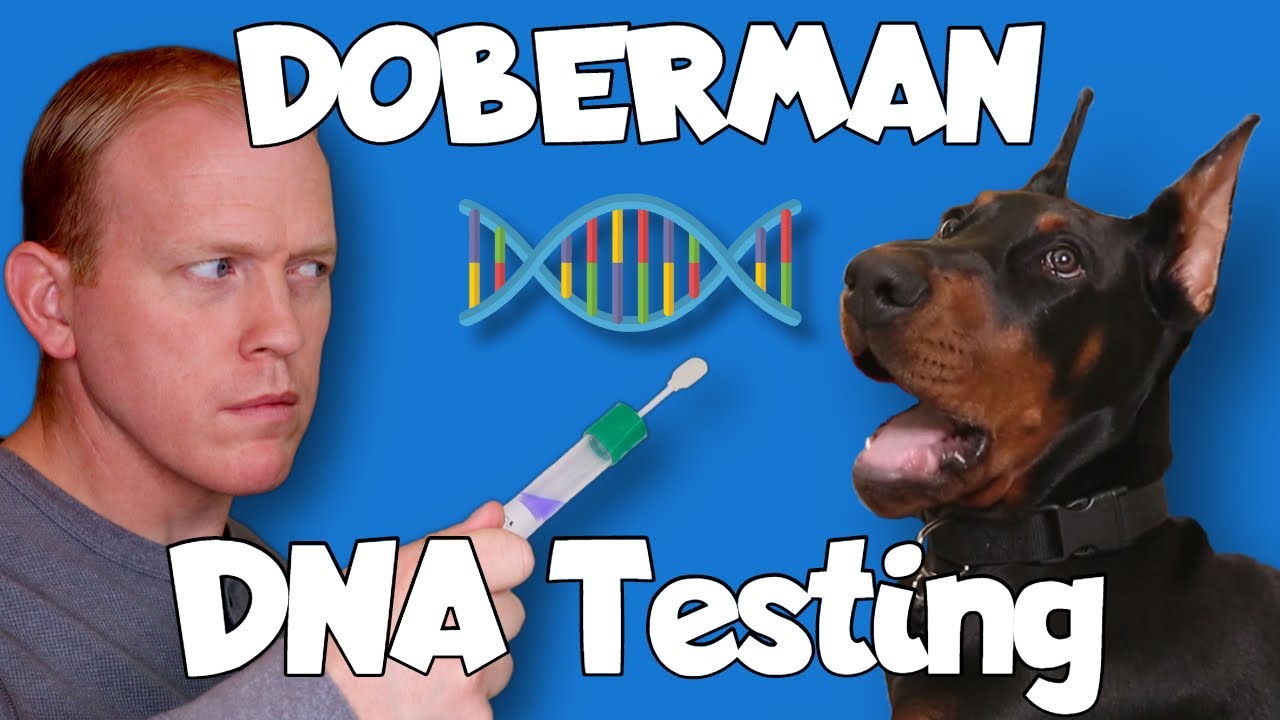 Doberman DNA Health Testing – Getting My Dog TESTED!