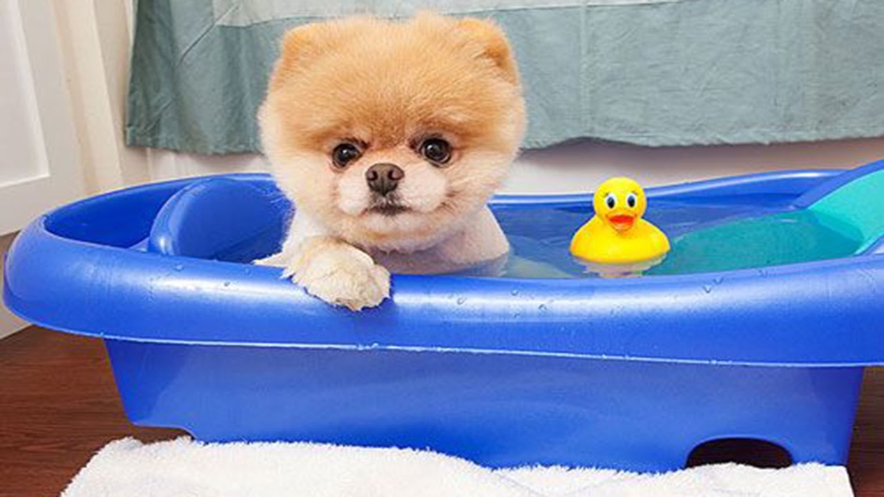 Boo – The World’s Cutest Dog Video Compilation | Pomeranian Puppies cute pet