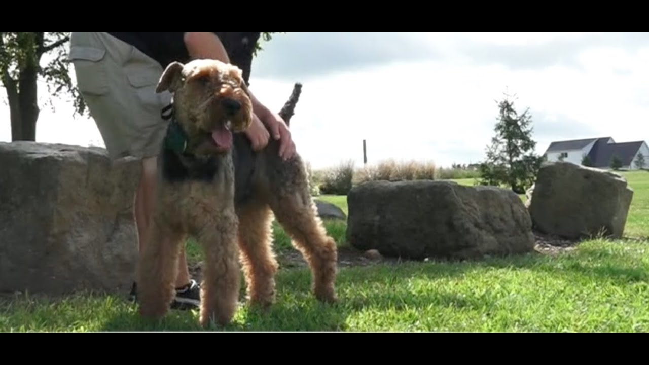 Dog Training: 3 Year Old Airedale Terrier, Charlie! Before/After 2 Week Board and Train!