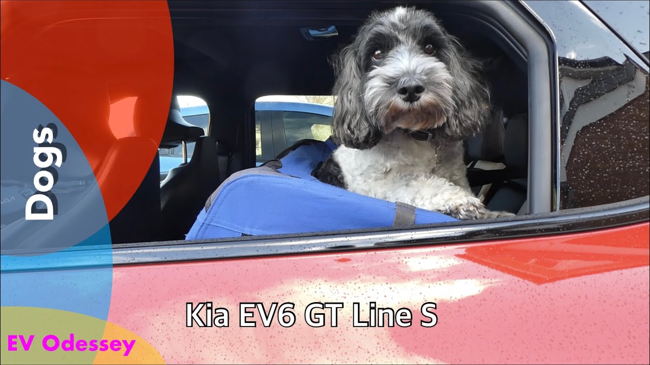 Safely carrying your Dog in the Kia EV6