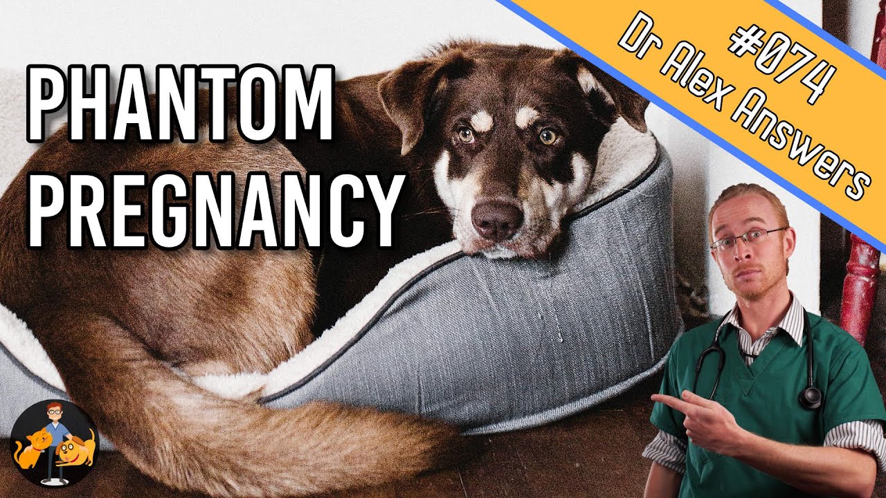 False Pregnancy In Dogs (signs, symptoms + home treatment) – Dog Health Vet Advice