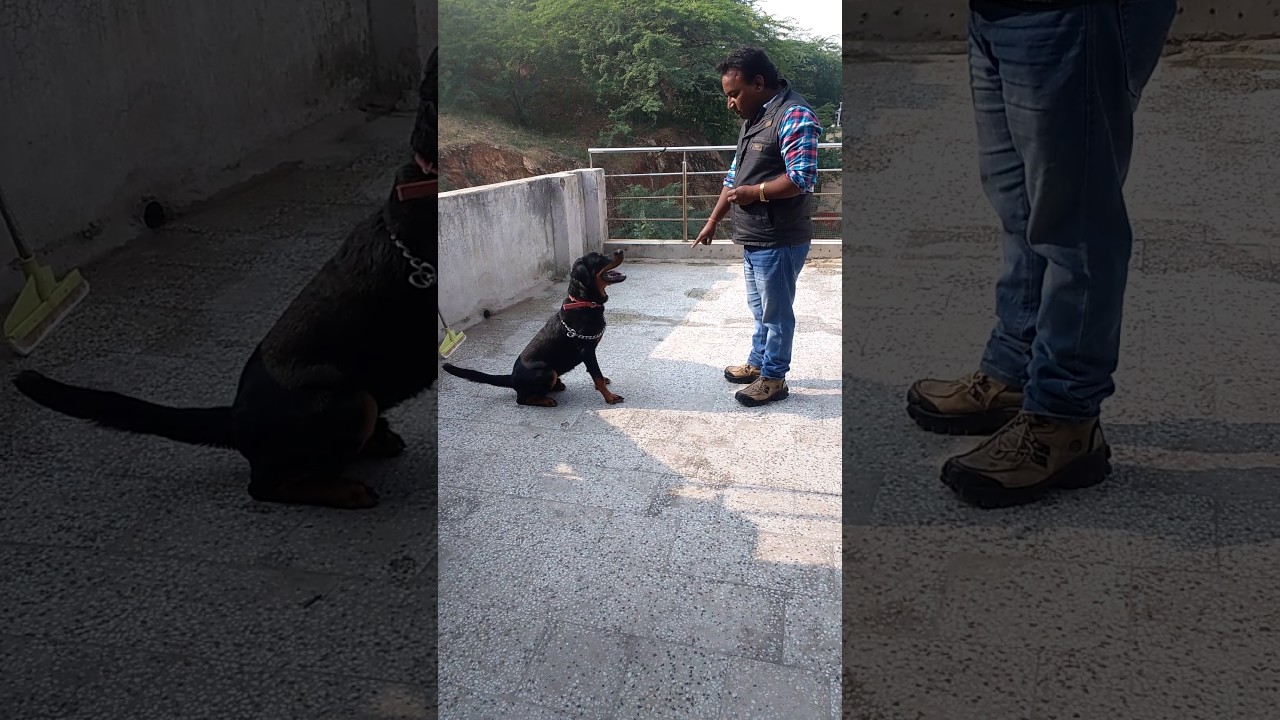 Dog  training  ajmer sunil kumar 9680213138