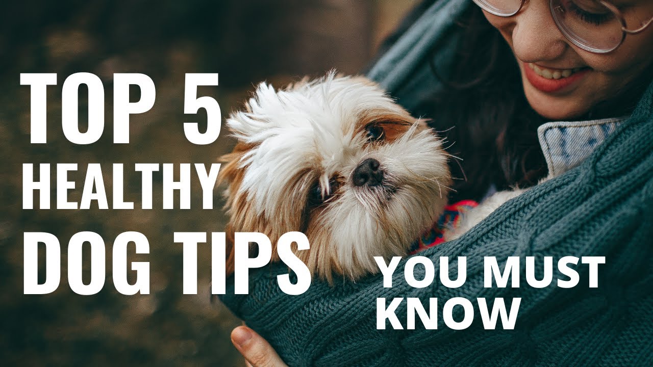 Top 5 Healthy Dog Tips You Must Know | Dog Health Tips | Keep Your Dog Healthy and Safe