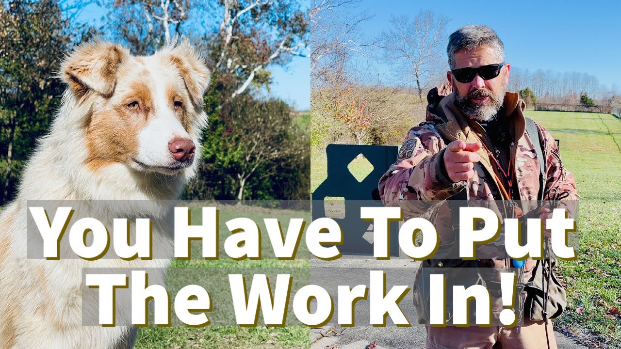 Dog Training | You Have To Put The Work In