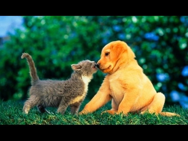 Puppies and Kittens Best Friends Compilation