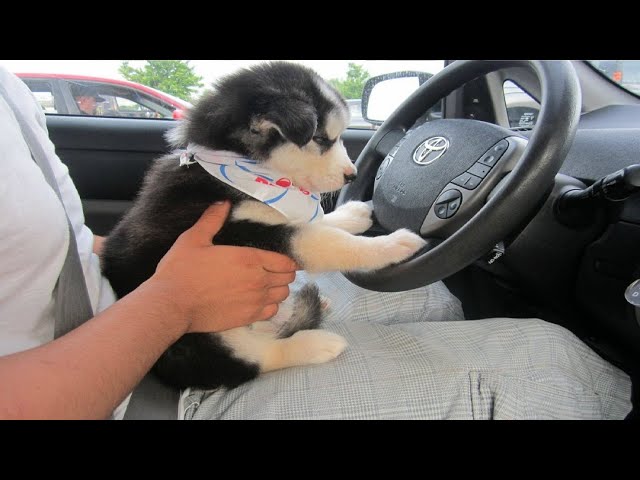 Funniest & Cutest Husky Puppies – Funny Puppy Videos 2020