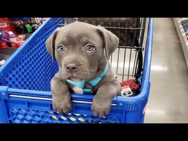 Funniest & Cutest Pitbull Puppies #2 – Funny Puppy Videos 2019