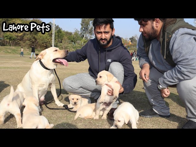 Labrador puppies available – 2021 Dog show rawalpindi – @Lahore Pets