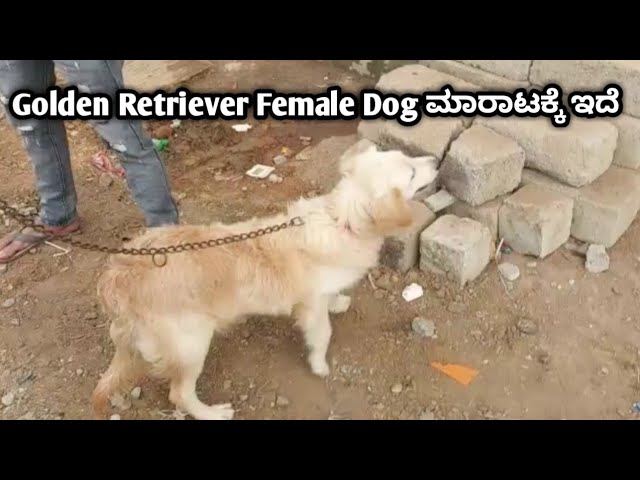 Golden Retriever Female Dog Available | Retriever Dog For Sale | Dog sales | pet care Kannada