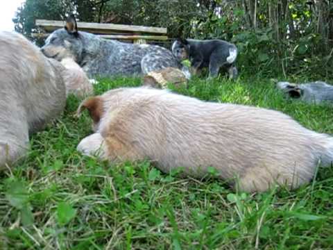 Wholearth Australian Cattle Dog puppies