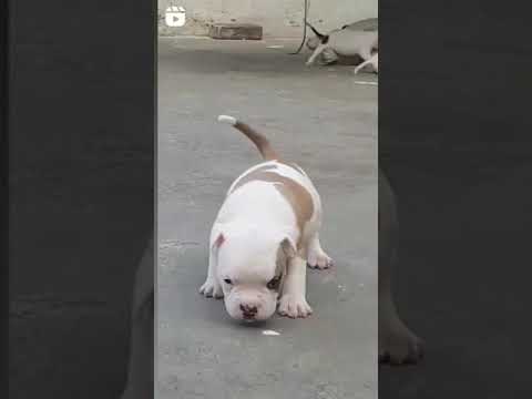 Pitbull puppies very dangerous Dog in world #pitbull #dog #puppies