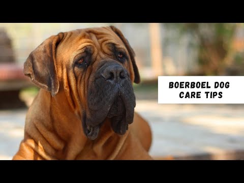 Everything You Need to Know About Boerboel Dog Care Tips