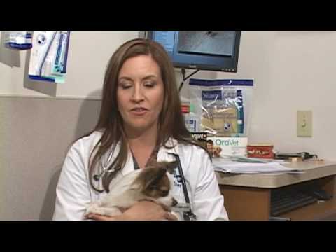 Dog Health Treatment & Advice : Removing a Tick From a Pet