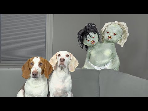 Dogs vs Conjoined Zombie Twins Prank! Funny Dogs Maymo & Potpie Adopt Zombie Babies