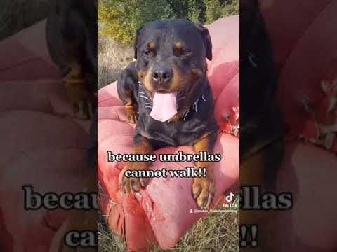 #rottweiler #dog #bulgaria #comedy #funny #humor #fun #anubis #doggod #king #shorts #tiktok