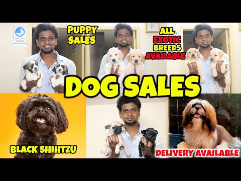 DOG For Sales / Delivery Available / Puppy’s Price List / Cash on delivery / Shiva pets/ Sandy Vlogs