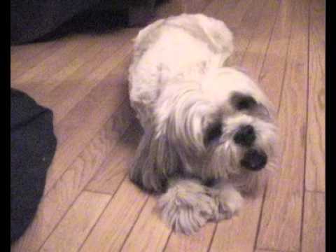 Lhasa Apso Dogs With Chew Bones For Dog Dental Health