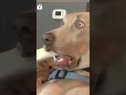 Funny dog reaction #funny #shorts