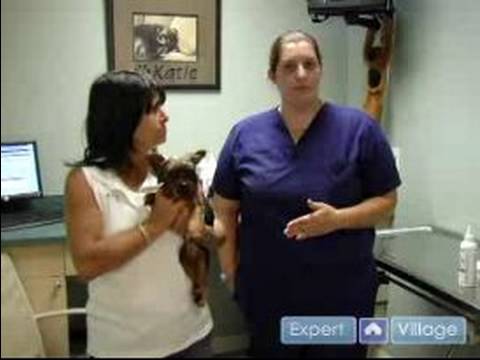 Dog Health Care : Flea & Tick Prevention for Dogs