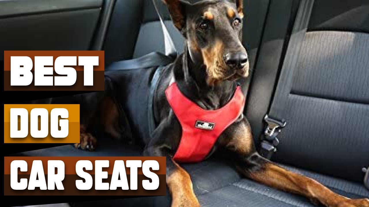 Best Dog Car Seat In 2022 – Top 10 Dog Car Seats Review