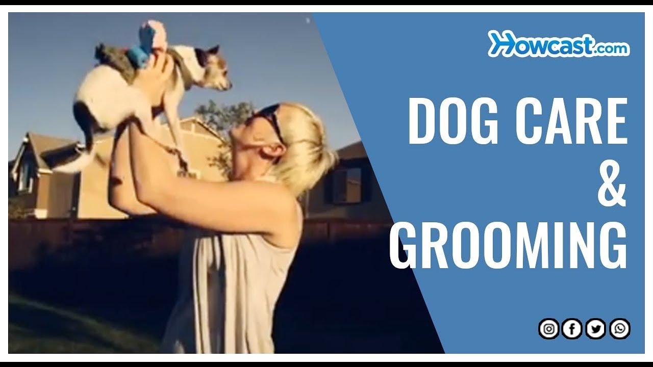 Dog Care And Grooming