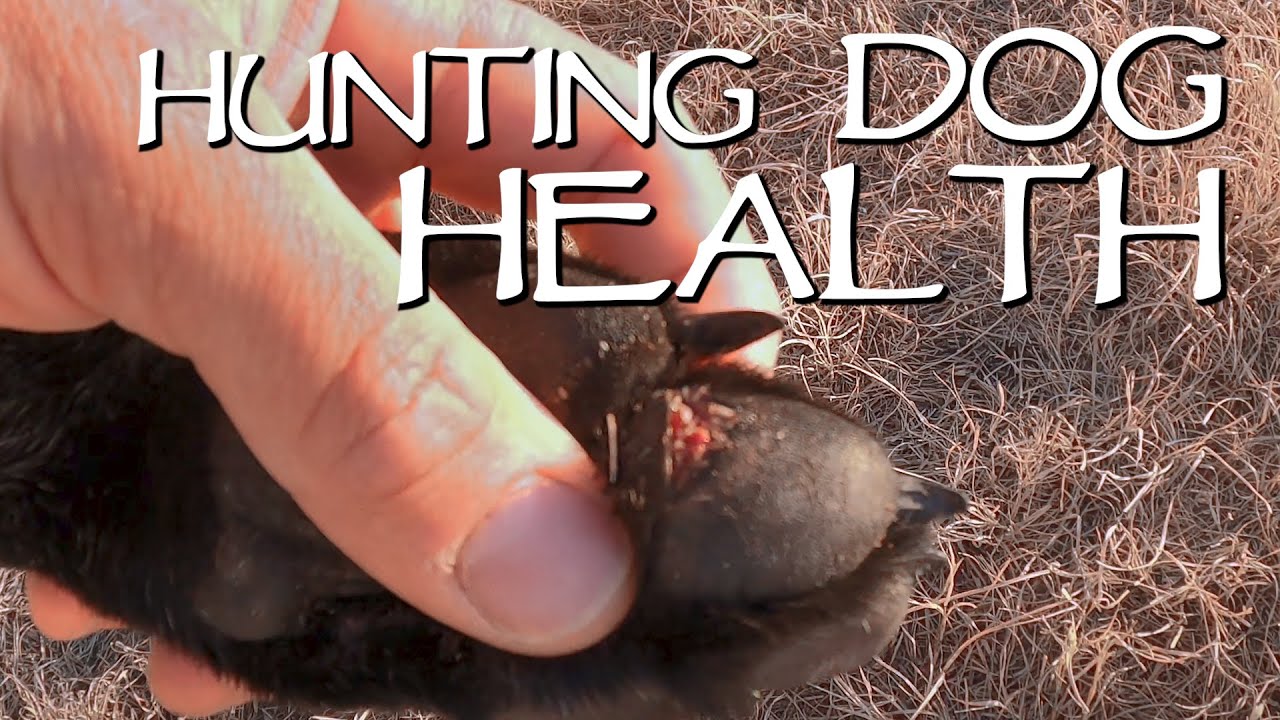 Hunting Dog Health – Why Roading Is Important For Your Dogs Pads