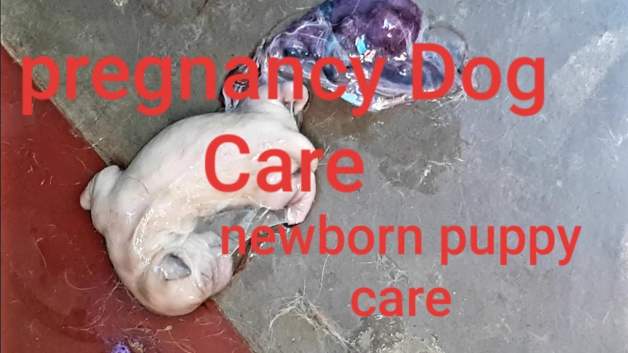 Pregnancy Dog Care Newborn Puppy Care