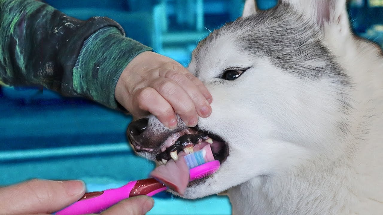 My Dog’s Dental Care Routine | Brushing My Dogs Teeth