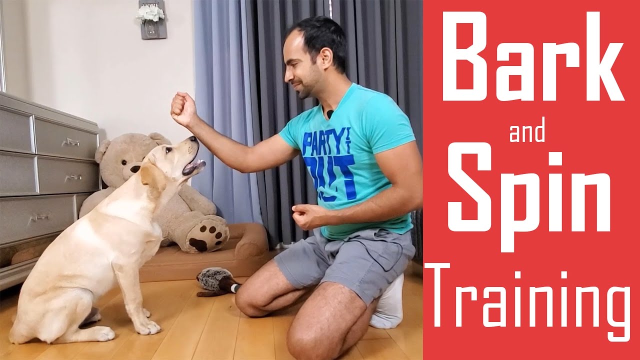 How to Train your Dog/Puppy to Bark (Speak) and Spin | Easy Home Training