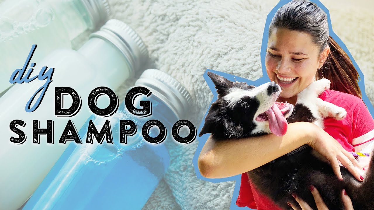 Cheap Homemade Dog Shampoo | Dog Care 101 | Southern Living From Home